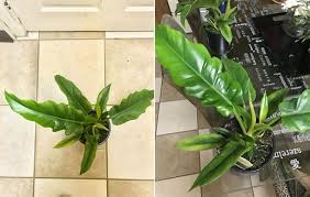 Maybe you would like to learn more about one of these? Ng The Plant Of My Tropical Dreams Sunstar