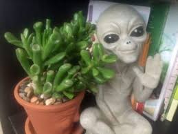 Care Of Et S Finger Jade Tips For Growing Et S Finger Crassula In 2020 Jade Succulent Jade Plants Succulent Care