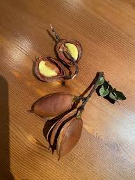 Image result for Dasylepis eggelingii