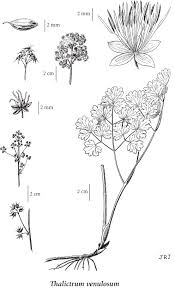 We did not find results for: Thalictrum Venulosum Veiny Meadow Rue