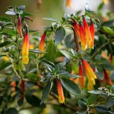 Image result for Justicia australis