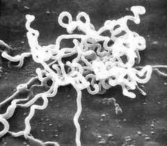 What Do Lyme Disease And Syphilis Have In Common What Is Different