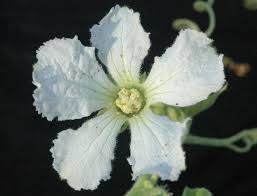 Image result for Lagenaria breviflora
