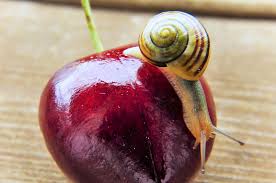 Das Schnecken Schlaraffenland Meine Kleinen Monster