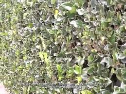 If pruned with hedge shears, then new growth will get discolored because it grows too close together and shades. Ligustrum Japonicum Texanum Wax Leaf Privet Youtube