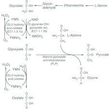 Oxalic Acid An Overview Sciencedirect Topics