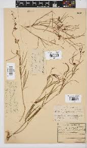 Image result for Dichilus reflexus