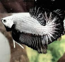 Betta Fish Betta Fish For Sales Bettafish Betta Fish Black Dragon Halfmoon Plakat Hmpk Male 20 00 End Date Tuesday Nov 27 2018 23 Betta Betta Fish Fish