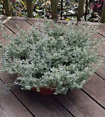 Image result for Helichrysum helvolum