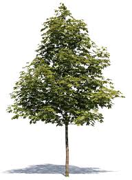 Find out which small trees can make your yard shine! Cut Out Small Maple Tree Vishopper