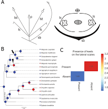 Image result for Hypolytrum goetghebeur