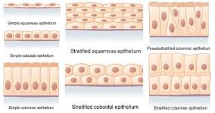 Epithelial Tissue Definition Types Functions Examples In 2020 Tissue Types Stratified Squamous Epithelium Tissue