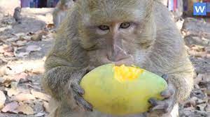 Maybe you would like to learn more about one of these? Amazing Monkeys Food Monkeys Eating Mango Amazing Animals Youtube