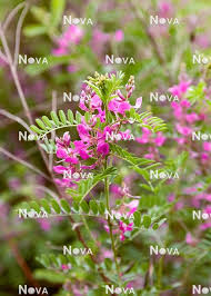 Image result for Indigofera erythrogramma