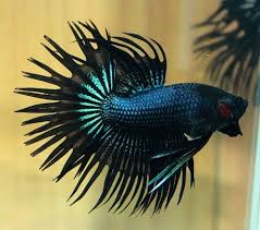 Why high grade betta fish are so expensive ? Black Betta Fish Black Orchid Crowntail Betta Fish Betta Fish Betta Fish