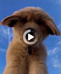 Dogs Love Fetching Funny Dog Videos In 2020 Funny Dog Videos Funny Dogs Dog Gifs