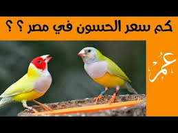 رؤية شراء منزل مهجور في المنام دليل علي الأخبار الحزينة المؤلمة، ودليل علي عدم الاستقرار وانتشار. Ø§Ø¬Ù…Ù„ ØµÙˆØª Ù„Ø·Ø§Ø¦Ø± Ø§Ù„Ø­Ø³ÙˆÙ† ÙƒÙ… Ø³Ø¹Ø± Ø§Ù„Ø­Ø³ÙˆÙ† ÙÙŠ Ù…ØµØ± Youtube