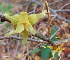 Image result for Hexalobus monopetalus