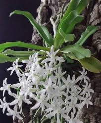 Image result for Mystacidium venosum