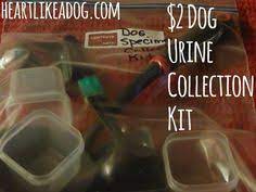 Urine Luck Dog Urine Your Dog Dog Pee