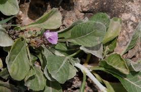 Image result for Neuracanthus