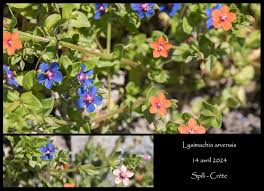 Image result for Lysimachia arvensis