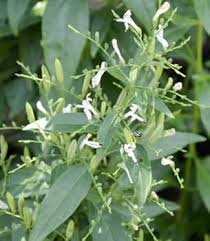 Image result for Motandra paniculata
