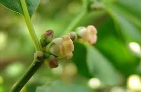 Image result for Diospyros virgata