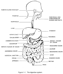 Digestive System Diagram To Label Koibana Info Human Digestive System Digestive System Diagram Digestive System