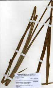 Image result for Eulophia angolensis