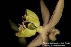 Image result for Stathmostelma gigantiflorum