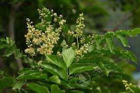 Image result for Clausena lansium