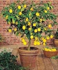 Meyer Lemon Tree Indoor Lemon Tree Fast Growing Trees Plants