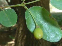 Image result for Berchemia zeyheri