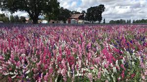 Online flower delivery to salem. Flower Field In Salem Oregon Youtube