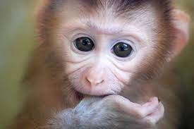Pig Tailed Monkey Monkey Cute Monkey Cute Animal Pictures