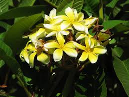 Plumeria Rubra Yellow Flowered Cultivar
