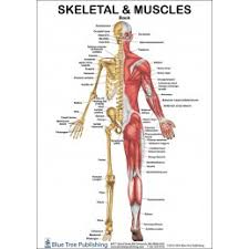 Back muscles, back muscle diagram. Skeletal And Muscles Anatomical Chart