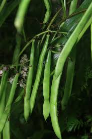 Image result for Phaseolus vulgaris