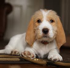 Choosing a puppy food that digests well and avoiding feeding within two. Puppy Schedule Daily Routine For New Puppies