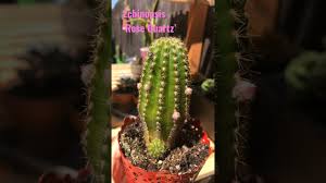 Echinopsis 'rose quartz', formerly known as x chamaelobivia 'rose quartz', is cactus with an upright growth habit that offsets and blooms profusely. Cactus Echinopsis Rose Quartz Youtube
