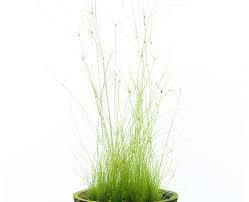 Image result for Eleocharis variegata