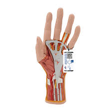Ligaments and tendons are fibrous bands of connective tissue that attach to bone. Life Size Hand Model With Muscles Tendons Ligaments Nerves Arteries 3 Part 3b Smart Anatomy 1000349 3b Scientific M18 Hand And Arm Skeleton Models Human Bone