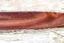 Image result for Schinopsis