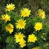 Ne ho a fiori gialli come questa. 1