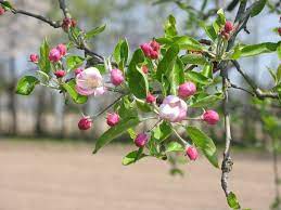 Migliaia di nuove immagini di alta qualità aggiunte ogni giorno. Il Frutteto Coltivare Gli Alberi Da Frutto Giardinaggio Piante E Fiori