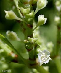 Image result for Fallopia