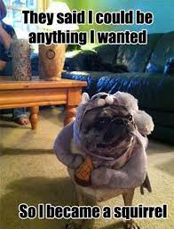 funny animal pics wekosh pugs funny funny animals funny animal pictures