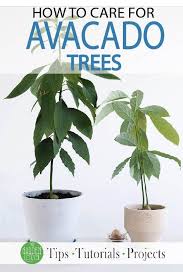 How To Grow An Avocado Tree With Images Grow Avocado Avocado Tree Care