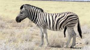 as zebras masculinas pronto para acasalamento no mato africano african animals bucking bulls interesting animals